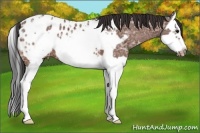 Horse Color:Bay Ice Splash Frame Appaloosa 