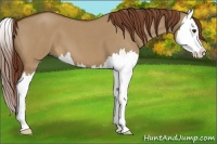 Horse Color:Red Dun Roan Splash 
