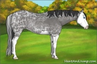 Horse Color:Smoky Black Ice Splash Rabicano