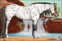 Horse Color:Buckskin Near Leopard Rabicano