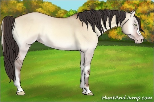 Horse Color:Amber Champagne Onyx 
