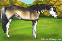 Horse Color:Brown Onyx Sabino