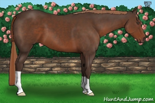 Horse Color:Liver Chestnut 