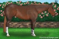 Horse Color:Liver Chestnut 