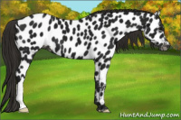 Horse Color:Gray Smoky Black Appaloosa
