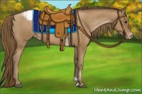 Horse Color:Black Pearl Appaloosa