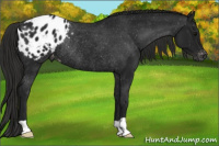Horse Color:Gray Black Appaloosa Rabicano 