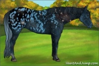 Horse Color:ERROR: UNKNOWN ANOMALY