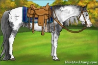 Horse Color:White Spotted Black Appaloosa 