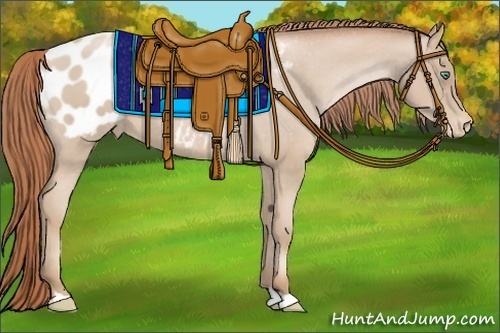 Horse Color:Smoky Blue Roan Pearl Appaloosa
