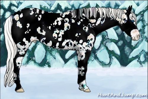 Horse Color:Plaid  White Spotted Silver Amber Champagne Ice Onyx Splash Appaloosa 