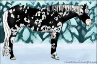 Horse Color:Plaid  White Spotted Silver Amber Champagne Ice Onyx Splash Appaloosa 