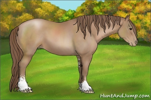 Horse Color:Black Pearl Sabino