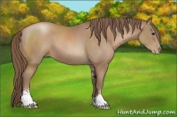 Horse Color:Black Pearl Sabino