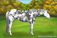 Horse Color:Black Sabino 
