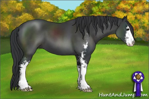 Horse Color:Black Sabino 