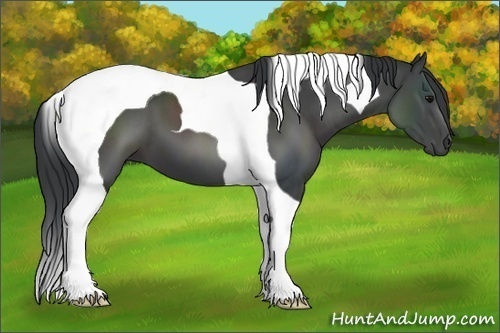 Horse Color:Black Tobiano 