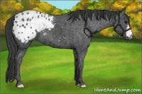 Horse Color:Black Ice Appaloosa 