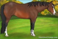 Horse Color:Bay Sabino 