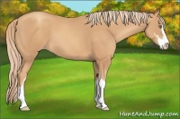 Horse Color:Gold Champagne Sabino 
