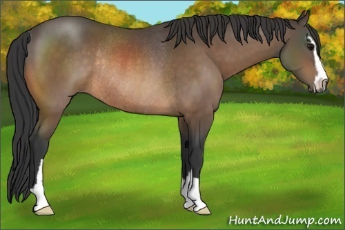 Horse Color:Buckskin Sabino Rabicano 