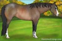 Horse Color:Buckskin Sabino Rabicano 
