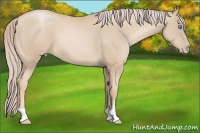 Horse Color:Palomino Pearl
