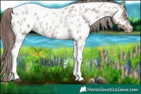 Horse Color:Liver Red Dun Roan Splash Tobiano Frame Appaloosa Rabicano 