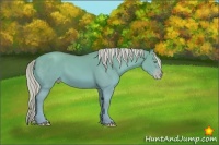 Horse Color:Gold Cream Champagne Dun