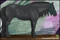 Horse Color:Black Rabicano 