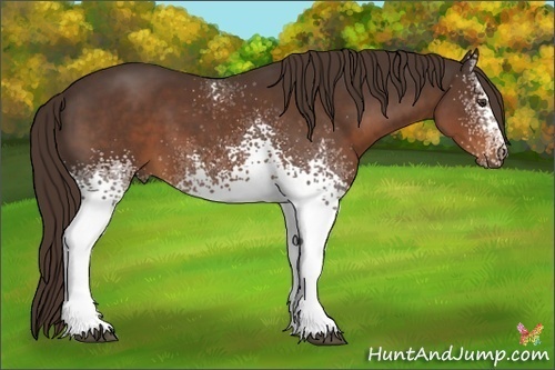 Horse Color:White Spotted Liver Chestnut