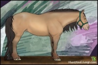 Horse Color:Amber Champagne