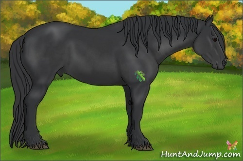 Horse Color:Black 