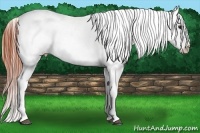 Horse Color:Bay Splash Snowcap