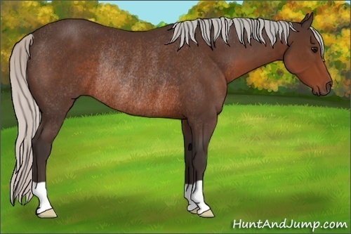 Horse Color:Silver Brown Rabicano 