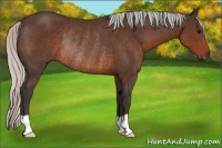 Horse Color:Silver Brown Rabicano 
