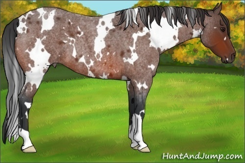 Horse Color:White Spotted Bay Roan 