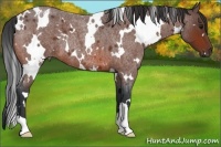 Horse Color:White Spotted Bay Roan 