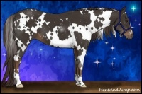 Horse Color:White Spotted Liver Chestnut 