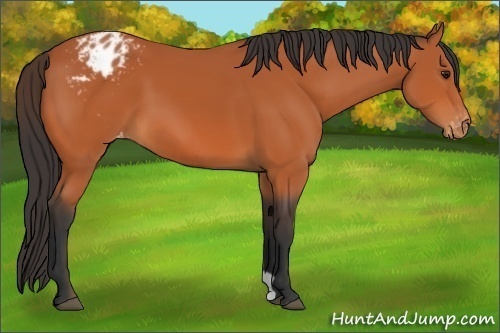 Horse Color:Bay Appaloosa 