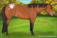 Horse Color:Bay Appaloosa 