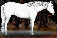 Horse Color:Liver Red Onyx Chinchilla Sabino Splash 