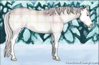 Horse Color:Plaid  Chocolate Silver Brown Chinchilla Onyx Sabino Splash 