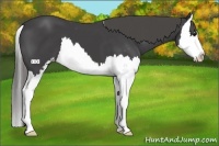 Horse Color:Smoky Black Sabino Splash Appaloosa 