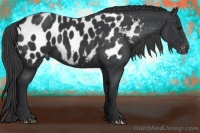 Horse Color:Black Appaloosa 