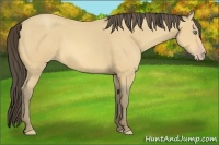 Horse Color:Amber Cream Champagne 