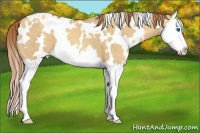 Horse Color:White Spotted Gold Champagne Dun Splash 