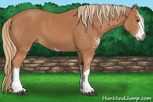 Horse Color:Chestnut Sabino 