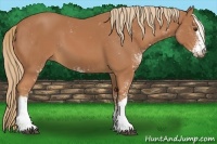 Horse Color:Chestnut Sabino