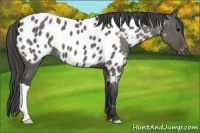 Horse Color:Grullo Appaloosa 